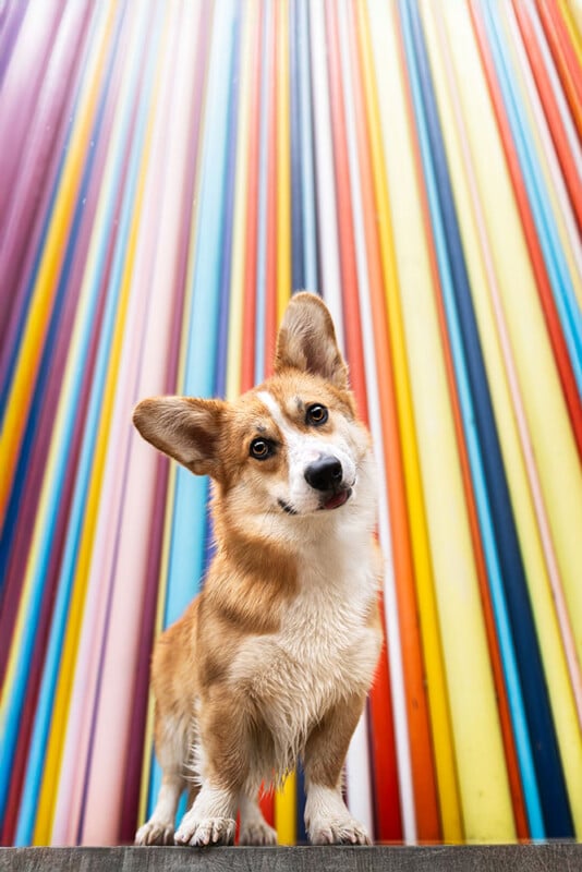 A cute brown and white corgi stands on a surface, tilting its head in front of a colorful, vertical striped background that creates a vibrant, radiant effect behind the dog.