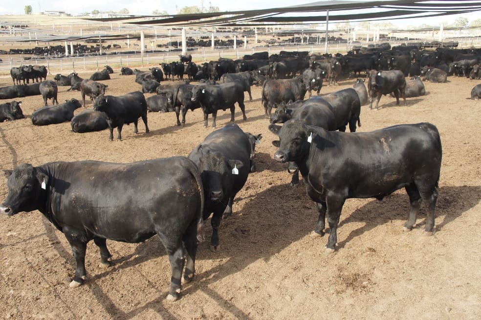 Genetics & feedlot performance - observations from the US