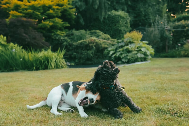 A black curly-haired dog and a white-and-brown dog playfully wrestle on a grassy lawn, surrounded by lush green bushes and trees in a garden.