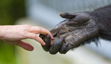 a photo of a human and chimpanzee holding hands