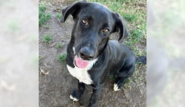 Lab mix Jinn is a true gem, just waiting for her family – Orange County Register