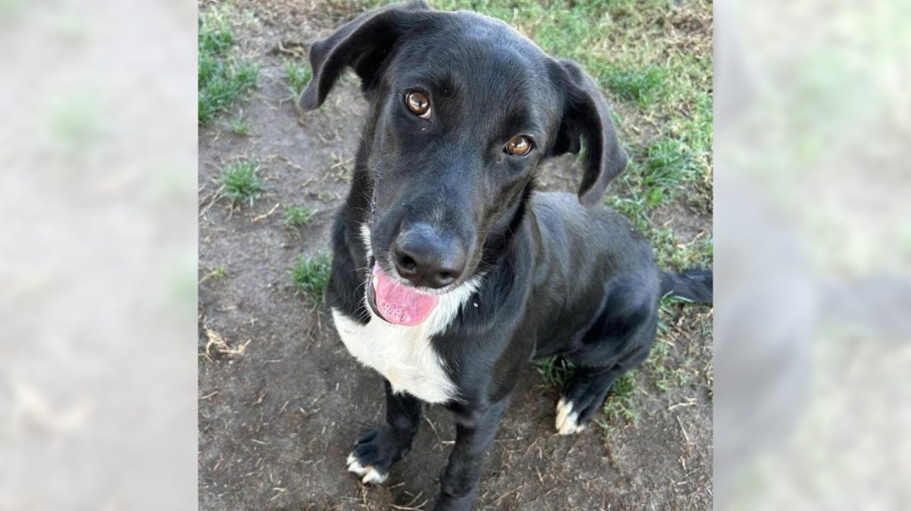 Lab mix Jinn is a true gem, just waiting for her family – Orange County Register