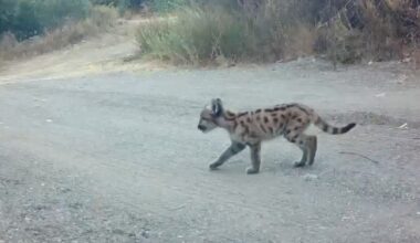 Video captured of adorable mountain lion cub gives hope for struggling species – Orange County Register