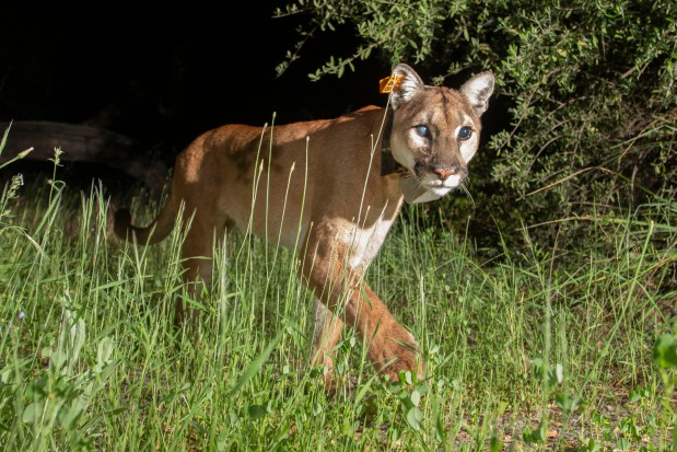 A mountain lion named "Uno" for her injured eye was killed by a vehicle collision on Jan. 18, 2024 near Cook's Corner on Santiago Canyon Road. The four-year-old mountain lion was part of UC Davis research on local populations and was monitored for two years. (Photo courtesy of Mark Girardeau/Orange County Outdoors)