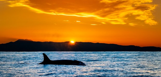 As the sunsets behind Catalina Island, an orca comes to the surface after swimming off the coast of Orange County on Tuesday, Jan. 9, 2024. For nearly a month, orcas have been swimming off Southern California, feasting on dolphins and attracting people to see these majestic mammals in nature. (Photo by Mark Rightmire, Orange County Register/SCNG)