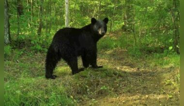 Florida bear harvest permit applications open Friday