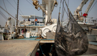 Freshly caught tuna are offloaded from the hold of a fishing vessel in Ghana’s Port of Tema. Credit: Kyle LaFerriere/WWF-US