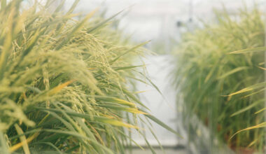 Genetic Engineering: Key to Climate-Resilient Crops