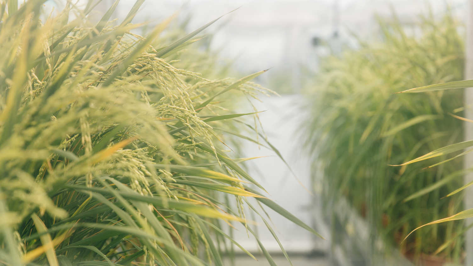 Genetic Engineering: Key to Climate-Resilient Crops