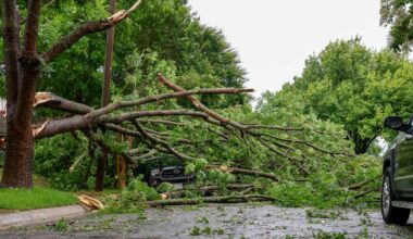 East Dallas woman paralyzed by falling tree files suit