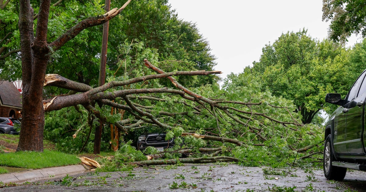 East Dallas woman paralyzed by falling tree files suit