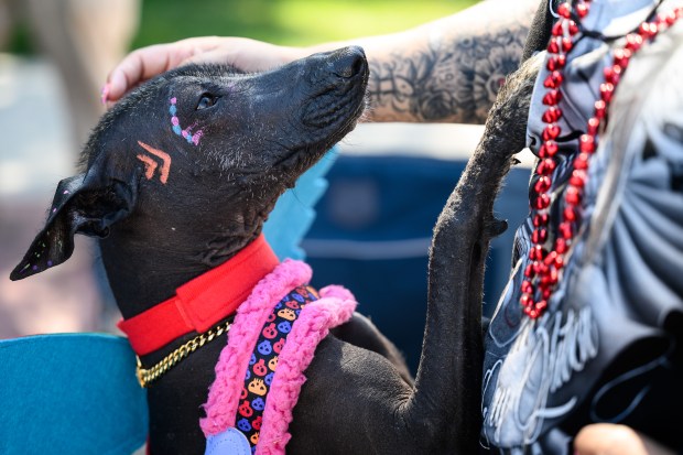 Maya, a xoloitzcuintli dog, painted and dressed for the festivities, stands up against her owner, East Chicago resident Rosie Diaz, during the 101st annual Fiestas Patrias parade on Sunday, Sept. 14, 2025. (Kyle Telechan/for the Post-Tribune)