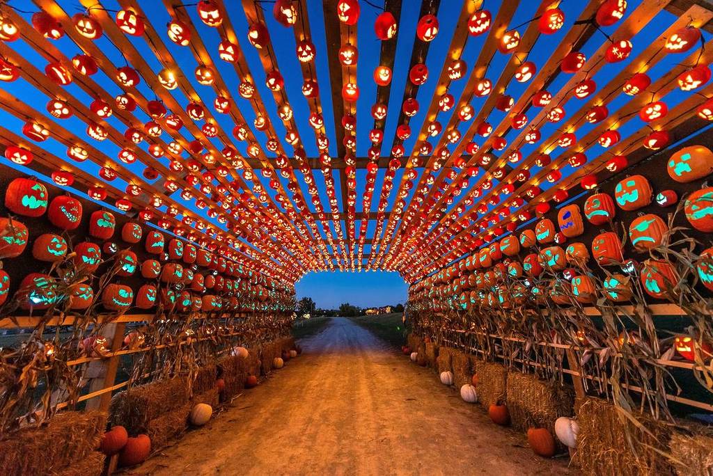 Image shows a tunnel installation adorned with pumpkins at Pumpkins After Dark.