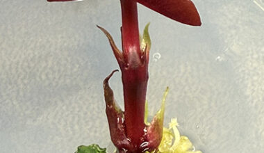 Peanut plant with RUBY