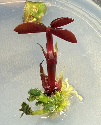 Peanut plant with RUBY