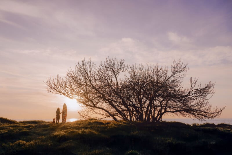 A person with a surfboard stands near a leafless tree at sunset, with sunlight streaming through the branches, creating a serene and peaceful scene on grassy terrain.