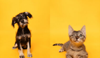 Fur Friday: A terrier pup and a one-eyed kitten are waiting in Fort Worth
