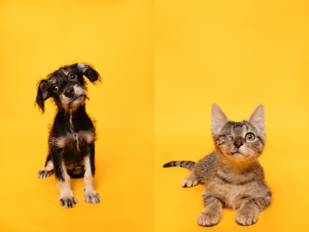 Fur Friday: A terrier pup and a one-eyed kitten are waiting in Fort Worth
