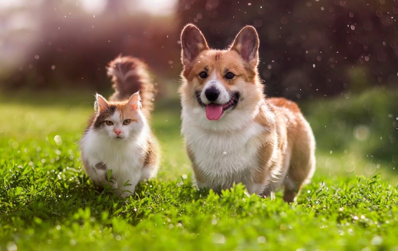 Tuesday is Pet Hunger Awareness Day.