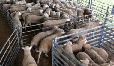 Ella Matta presenting one of Australia's top White Suffolk offerings