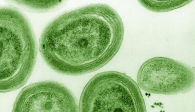 Ocean Warming Threatens Microbe That Makes Nearly a Third of Earth's Oxygen : ScienceAlert