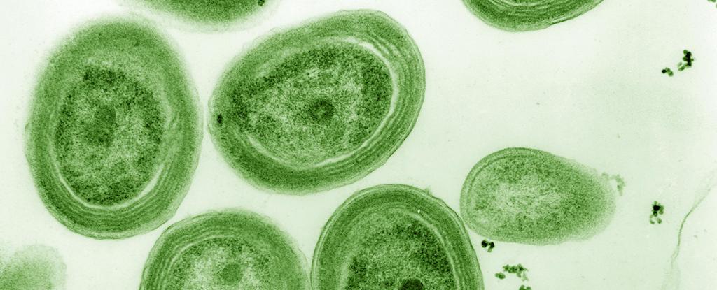 Ocean Warming Threatens Microbe That Makes Nearly a Third of Earth's Oxygen : ScienceAlert