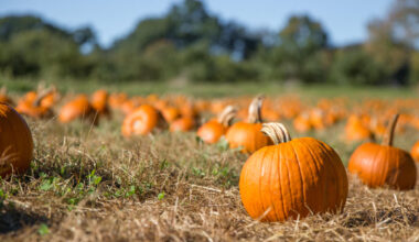 Best San Diego Hayride and Haunted Trails