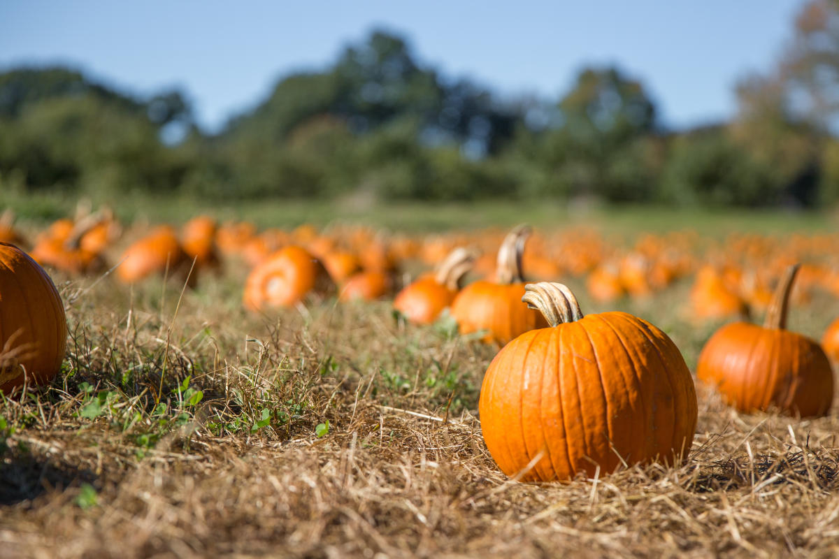 Best San Diego Hayride and Haunted Trails