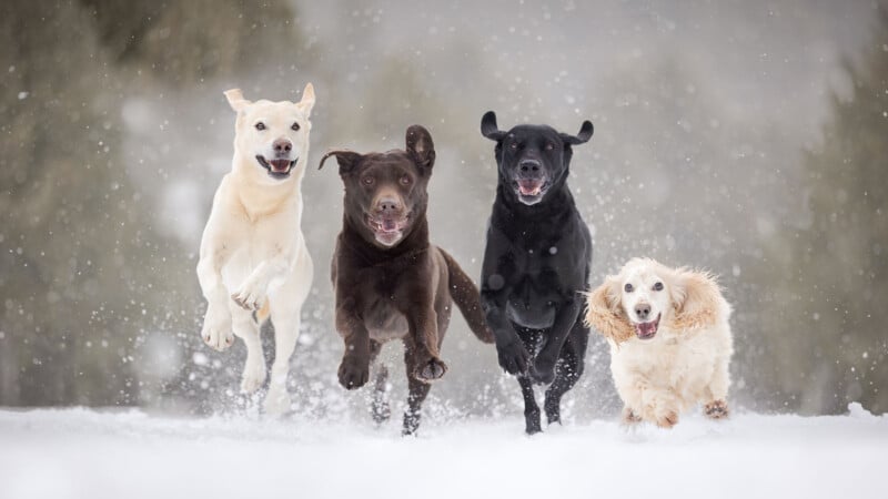 Four dogs—a yellow labrador, a chocolate labrador, a black labrador, and a cream-colored spaniel—run together through snow, with trees blurred in the background and snowflakes falling.