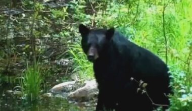 FWC lowers the number of bear hunting permits to be issued