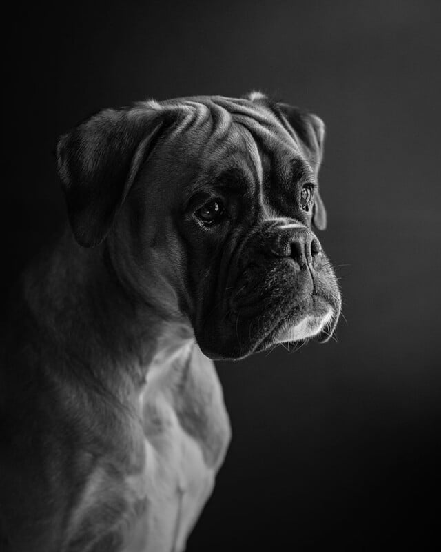 A black and white portrait of a Boxer dog looking slightly to the right, with a serious expression and soft lighting highlighting its face and upper body against a dark background.