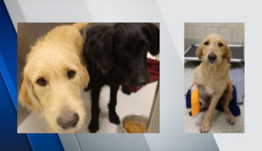 Man accused of shooting two stray dogs in southwest Houston