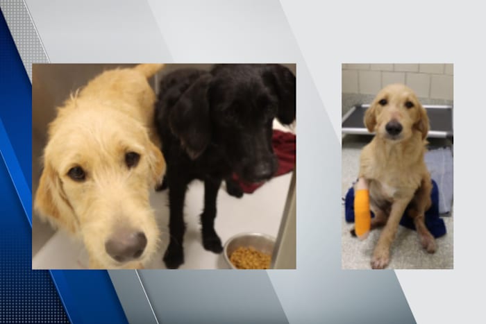 Man accused of shooting two stray dogs in southwest Houston