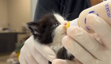 Over 60 tiny souls in need of foster homes