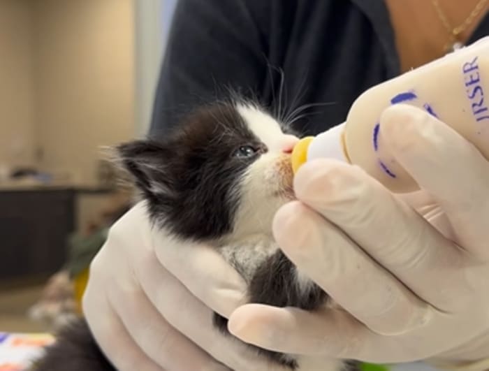 Over 60 tiny souls in need of foster homes