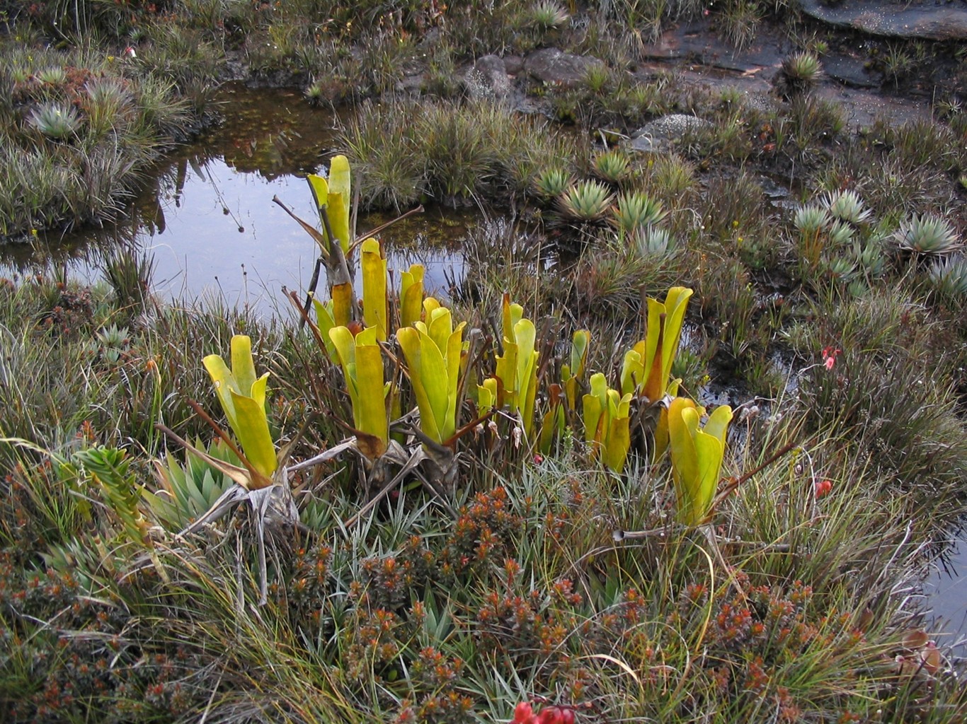 Convergent losses of arbuscular mycorrhizal symbiosis in carnivorous plants::National Institute of Genetics