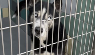 Do city leaders really want more animals euthanized? – San Diego Union-Tribune