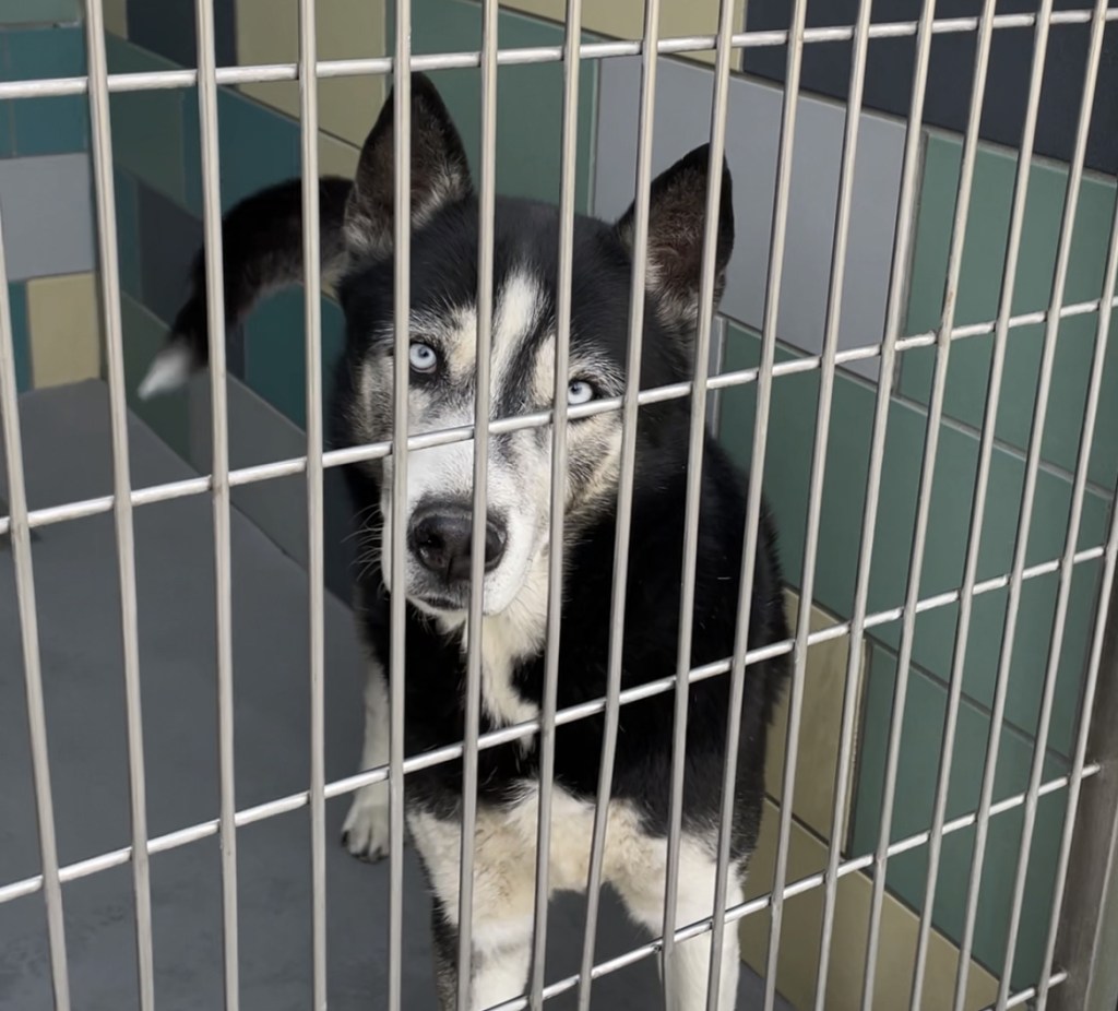 Do city leaders really want more animals euthanized? – San Diego Union-Tribune