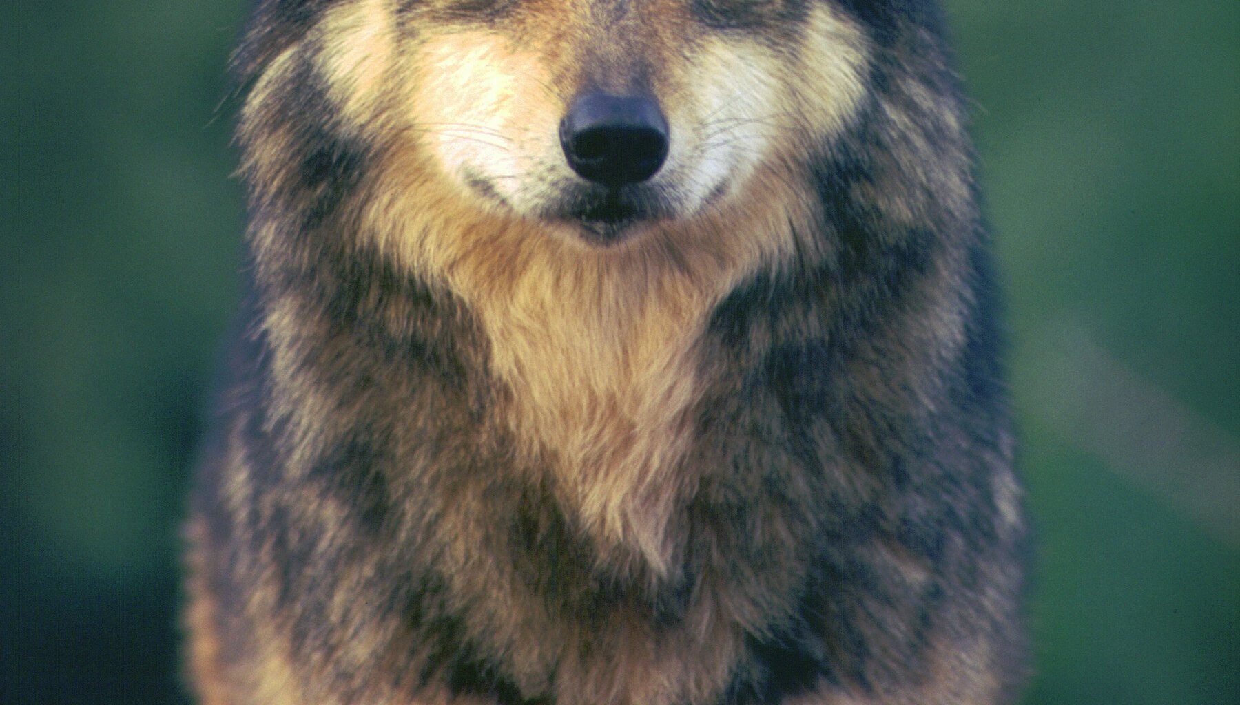 Mexican Wolf Genetic Diversity Declines for Fourth Straight Year