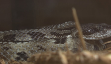 Wildlife and snake experts send a warning for the beginning of snake season