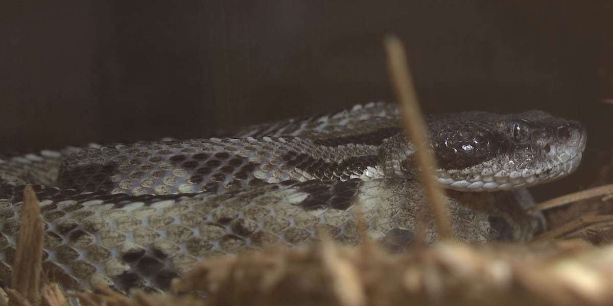 Wildlife and snake experts send a warning for the beginning of snake season