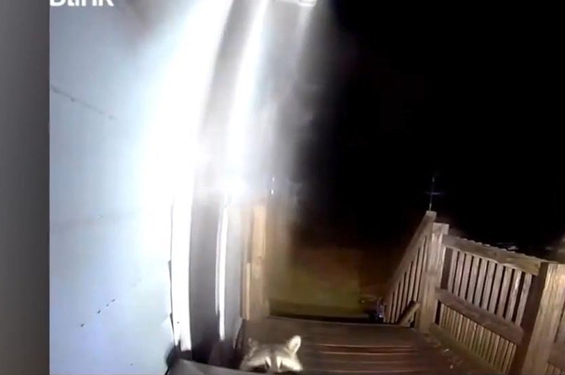 Watch: Raccoon steals package from New York porch
