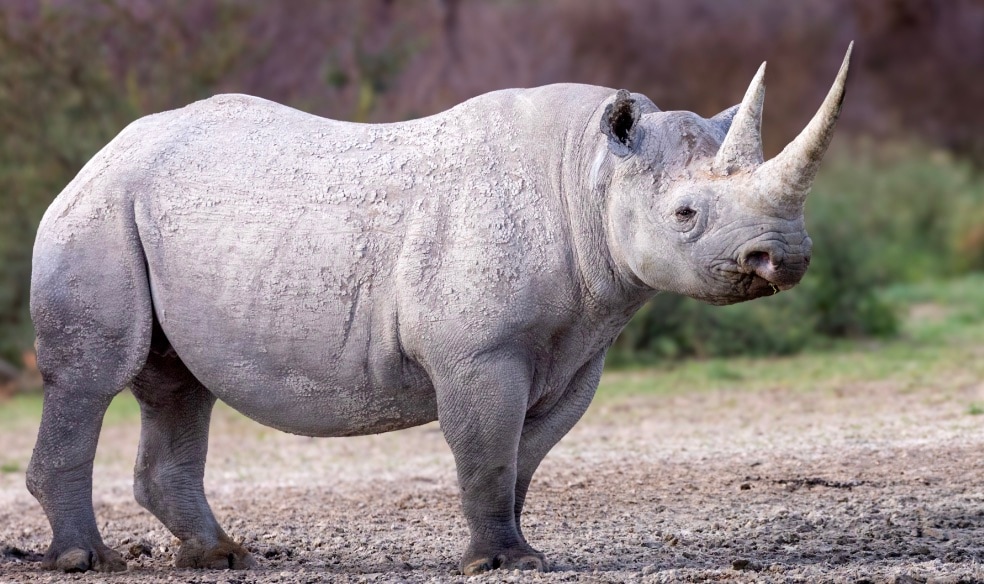 Rhinos are not actually black or white: Despite their names, both black and white rhinos are shades of grey. The “white” rhino got its name from a misinterpretation of the Afrikaans word “wyd,” meaning wide.