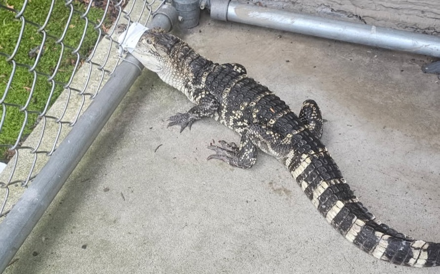 American alligator captured in Archbald – Scranton Times-Tribune