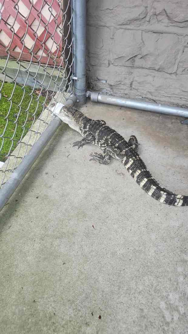A two-foot long alligator was found in Archbald Friday morning. The little guy was returned to its owner. Code enforcement are working to ensure the owner is in compliance with borough regulations. (SUBMITTED)