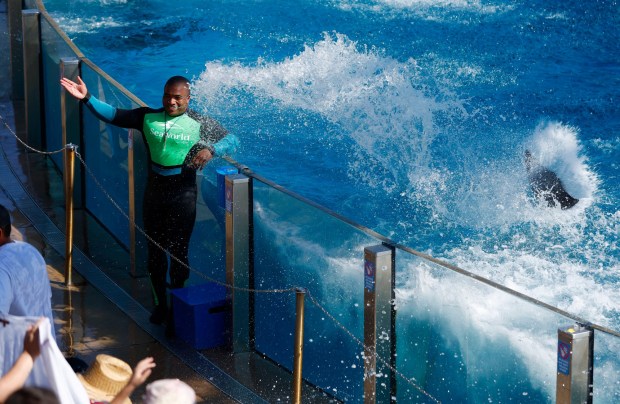 SeaWorld dolphin trainer Andre Thomas looks on as a dolphin splashes the crowd on Aug. 31, 2025 in San Diego, California. Thomas is a San Diego police Sgt. who works at the park part time as a dolphin trainer. (K.C. Alfred / The San Diego Union-Tribune)
