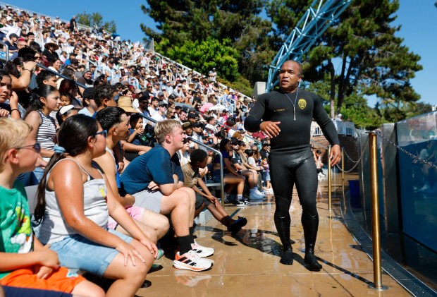 SeaWorld dolphin trainer Andre Thomas talks to the crowd during a show on Aug. 31, 2025 in San Diego, California. Thomas is a San Diego police Sgt. who works at the park part time as a dolphin trainer. (K.C. Alfred / The San Diego Union-Tribune)