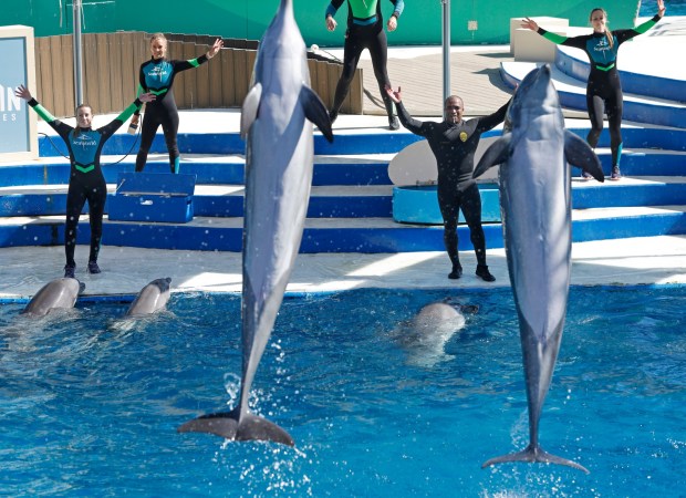 SeaWorld dolphin trainer Andre Thomas, right leads a show on Aug. 31, 2025 in San Diego, California. Thomas is a San Diego police Sgt. who works at the park part time as a dolphin trainer. At left is his fiancé Jessica Malley. (K.C. Alfred / The San Diego Union-Tribune)