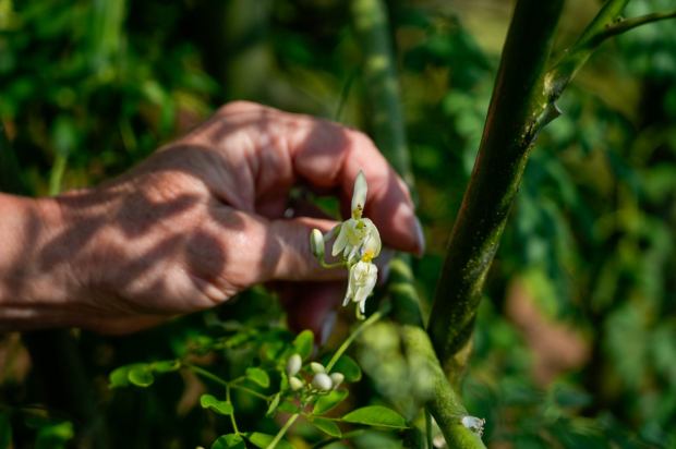 Huffman displays a bloom from the moringa plant. (Alejandro Tamayo / The San Diego Union-Tribune)