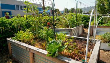 El Cajon resource center nurtures a multicultural community, plant by plant – San Diego Union-Tribune